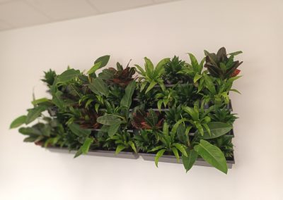 Seitliche Ansicht einer wandmontierten Pflanzenwand von Mission Green GmbH zur nachhaltigen Büro- und Raumbegrünung.