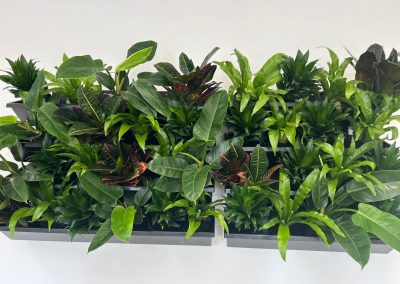 Detailansicht einer modularen Pflanzenwand von Mission Green GmbH mit verschiedenen tropischen Grünpflanzen zur Innenraumbegrünung.