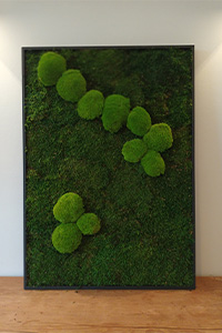 Modernes Moosbild aus konserviertem Waldmoos und Kugelmoos im schwarzen Rahmen – handgefertigte Wanddekoration.