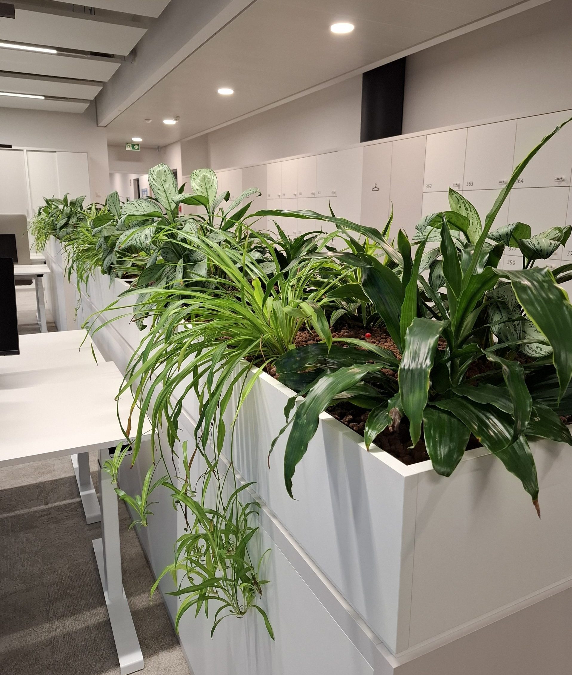 Pflanzkonzept mit integrierten Pflanzgefäßen und Grünpflanzen in einem modernen Büro.