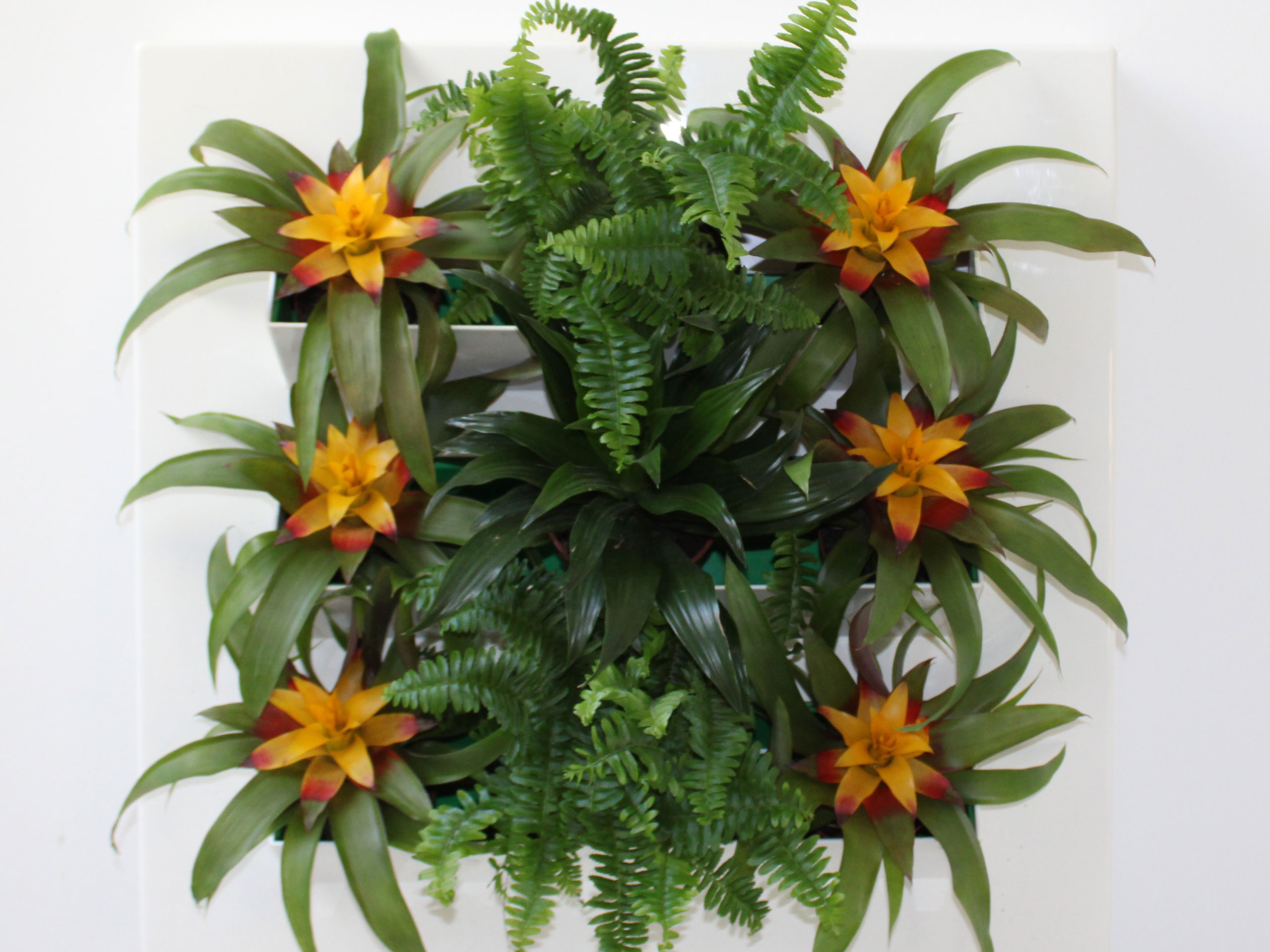 Begrünte Pflanzenwand mit gelb-roten Bromelien, Farnen und verschiedenen Grünpflanzen.